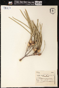 Hakea multilineata image