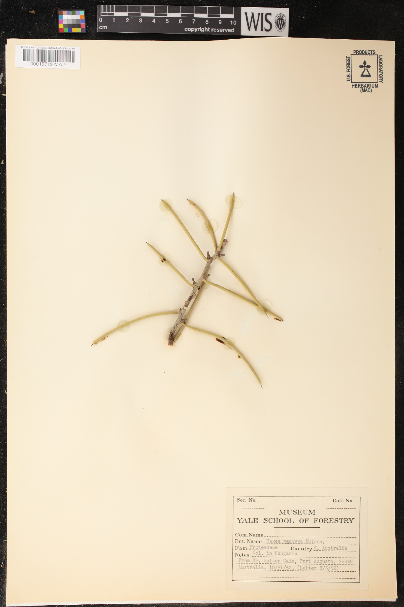 Hakea recurva image
