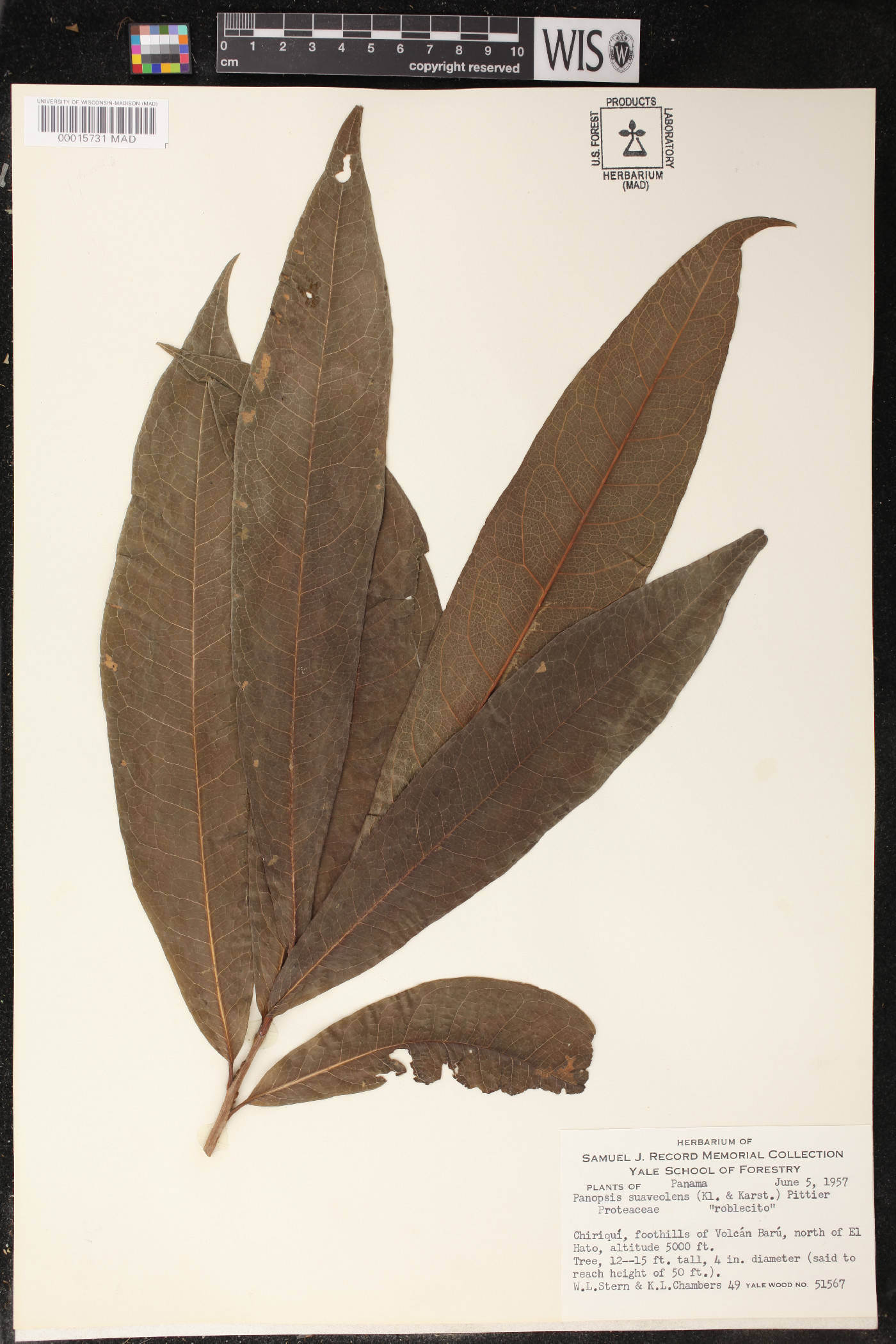 Panopsis suaveolens image