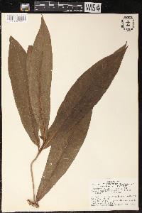 Panopsis suaveolens image
