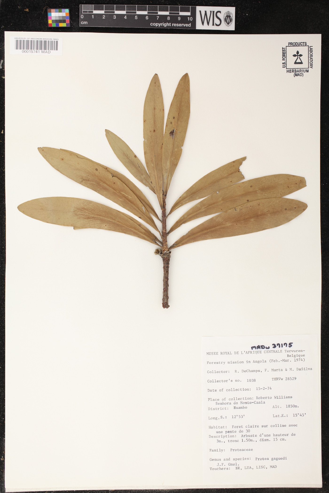 Protea gaguedi image