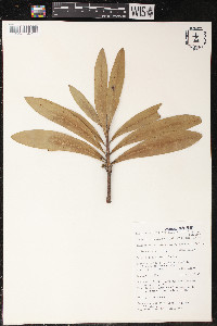 Protea gaguedi image