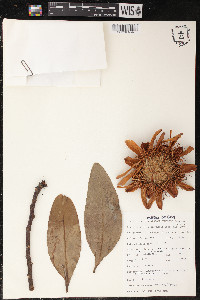 Protea madiensis image