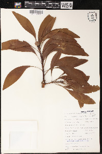 Image of Protea petiolaris