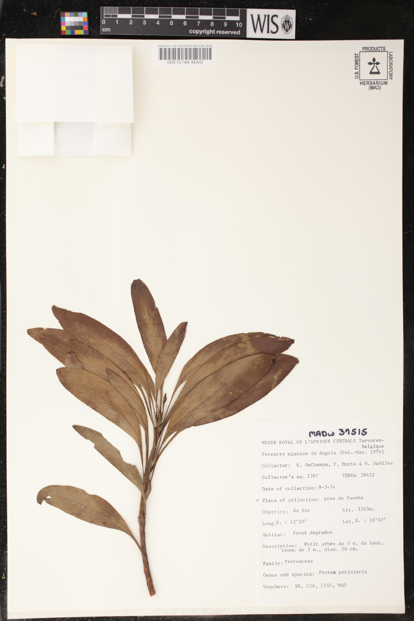 Protea petiolaris image