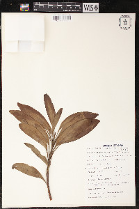 Protea petiolaris image