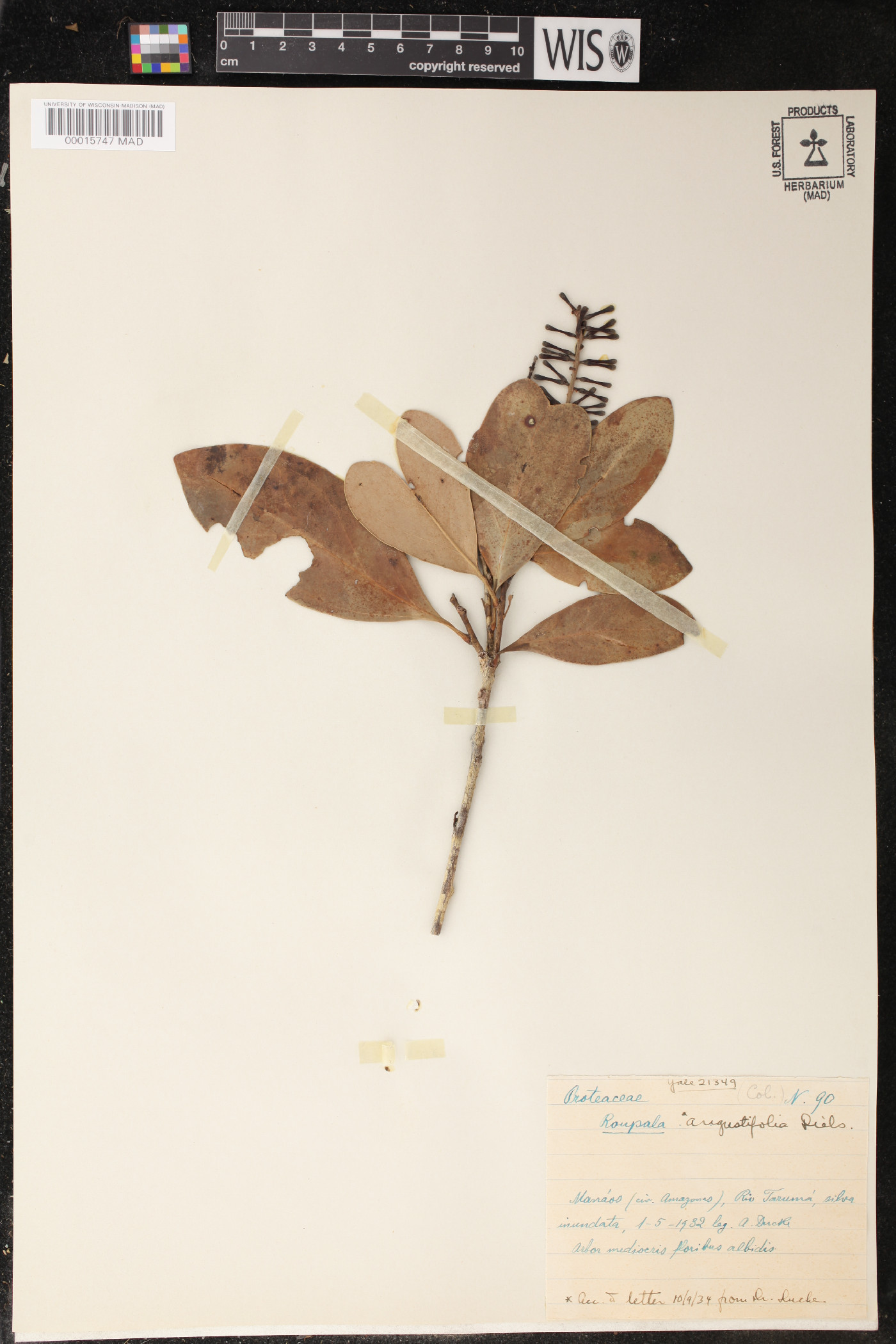 Roupala angustifolia image