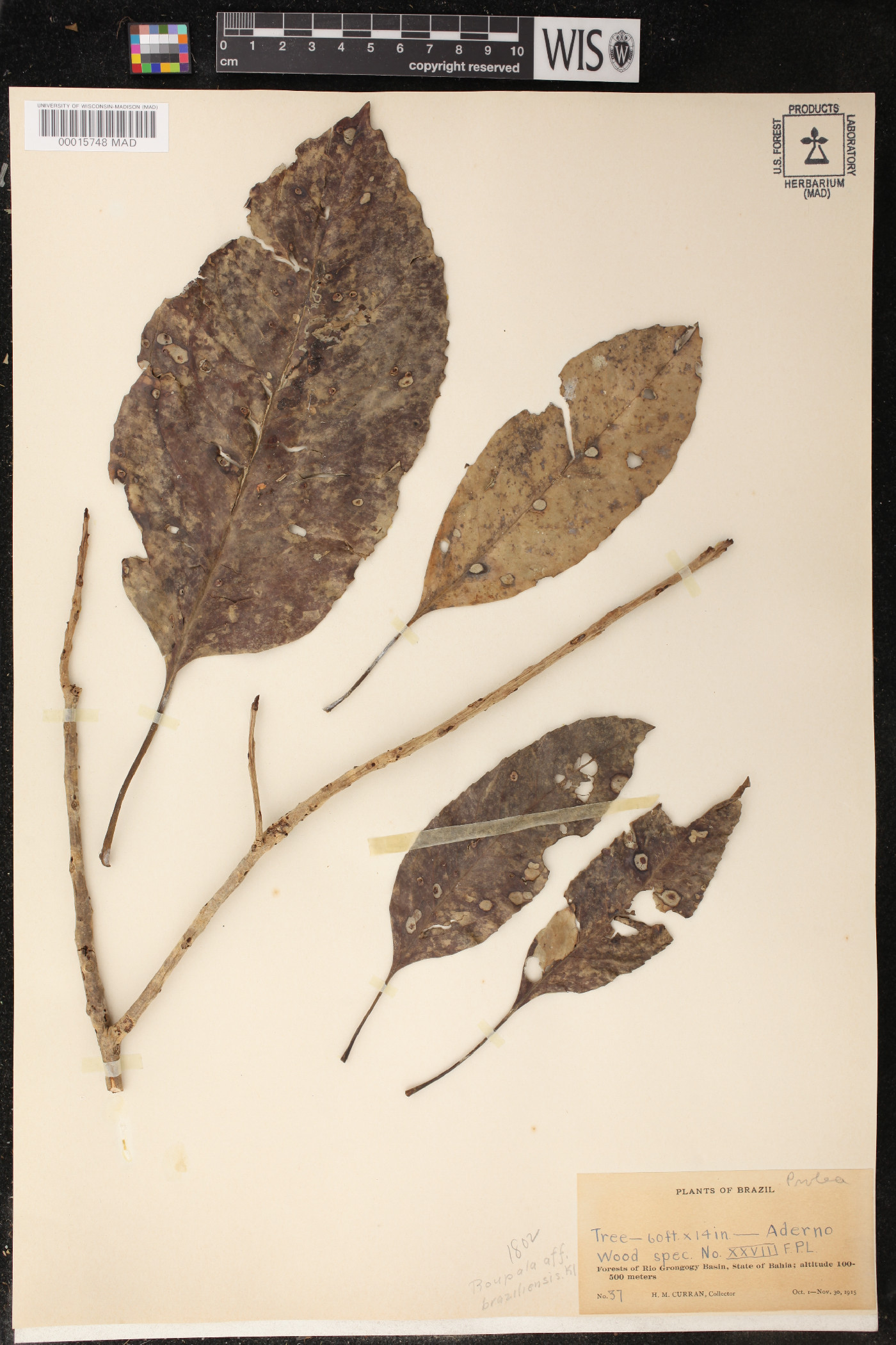 Roupala montana var. brasiliensis image