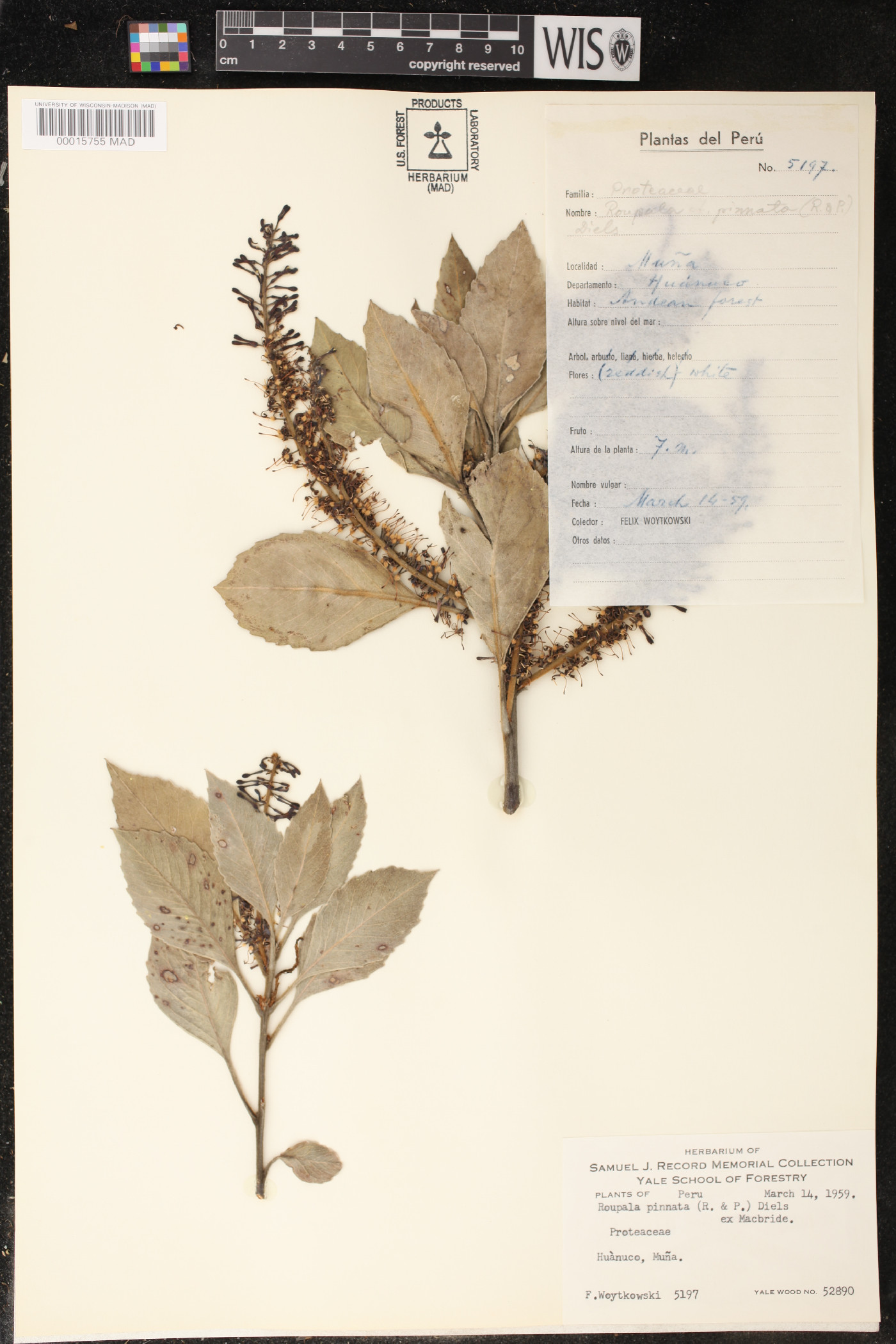 Roupala pinnata image