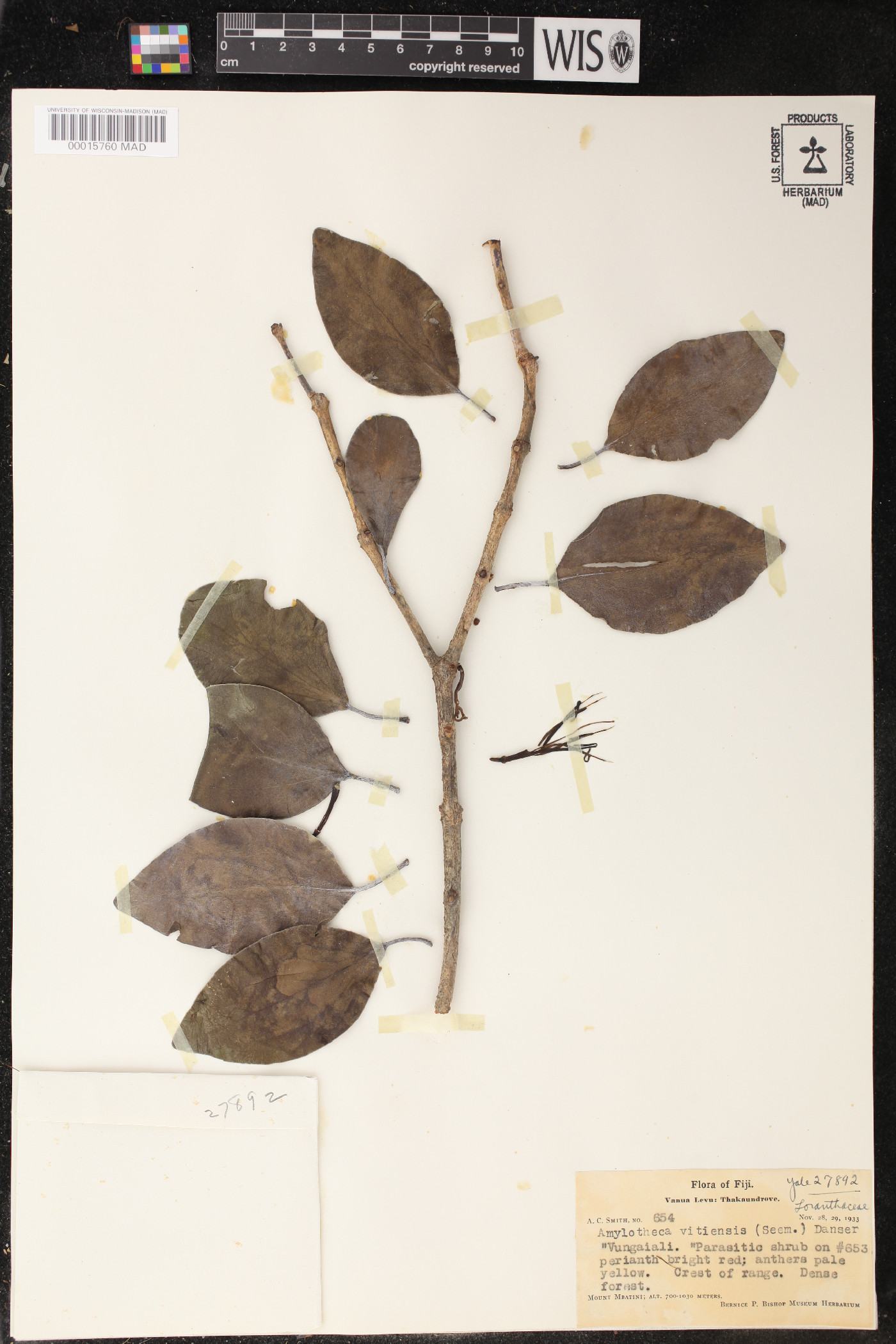 Decaisnina forsteriana image