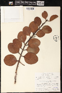 Psittacanthus biternatus image