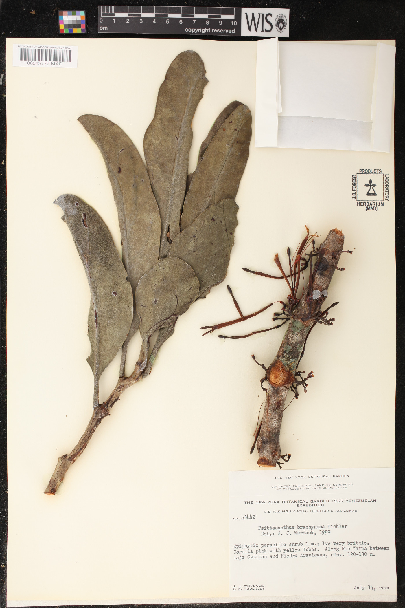 Psittacanthus brachynema image