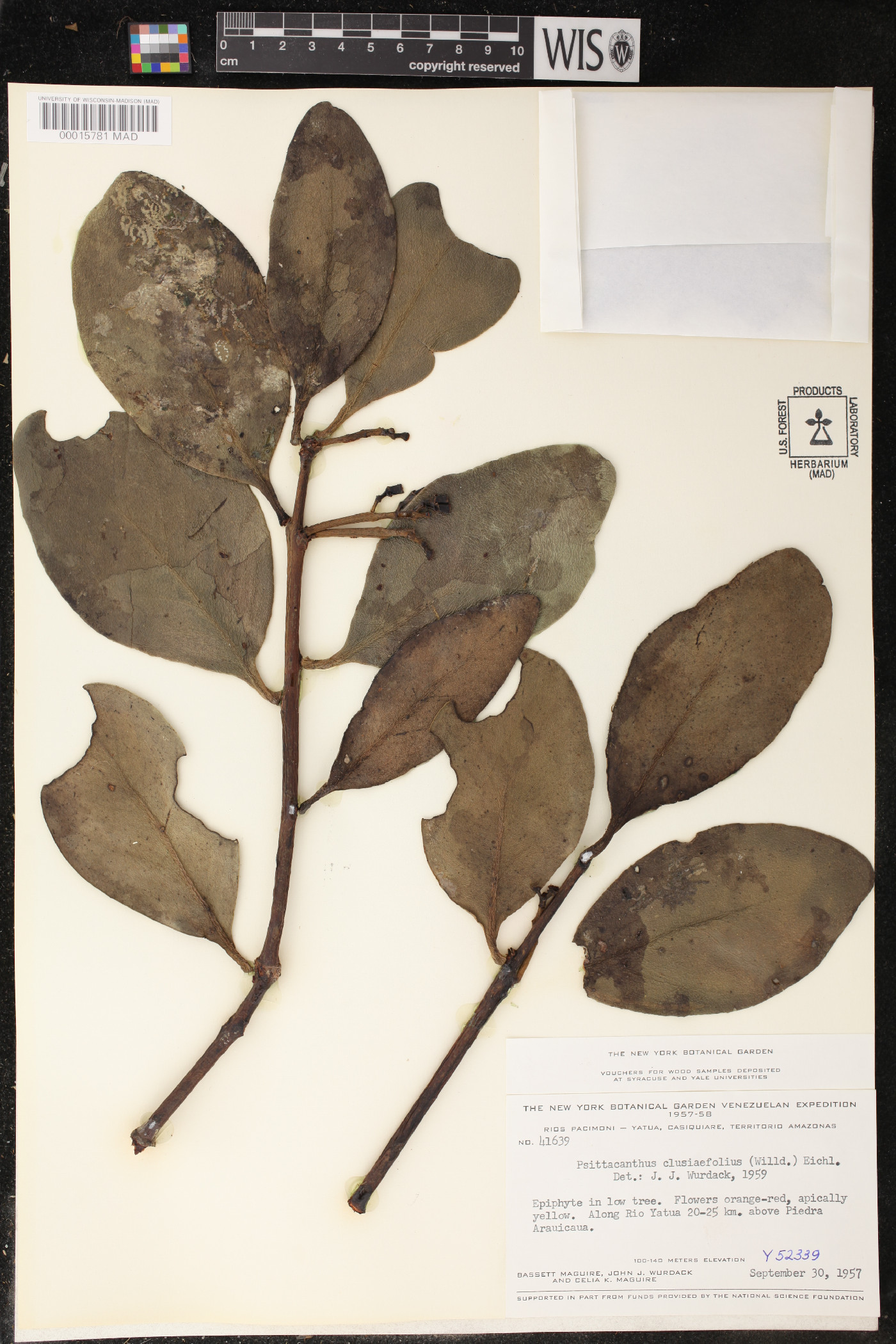 Psittacanthus clusiifolius image