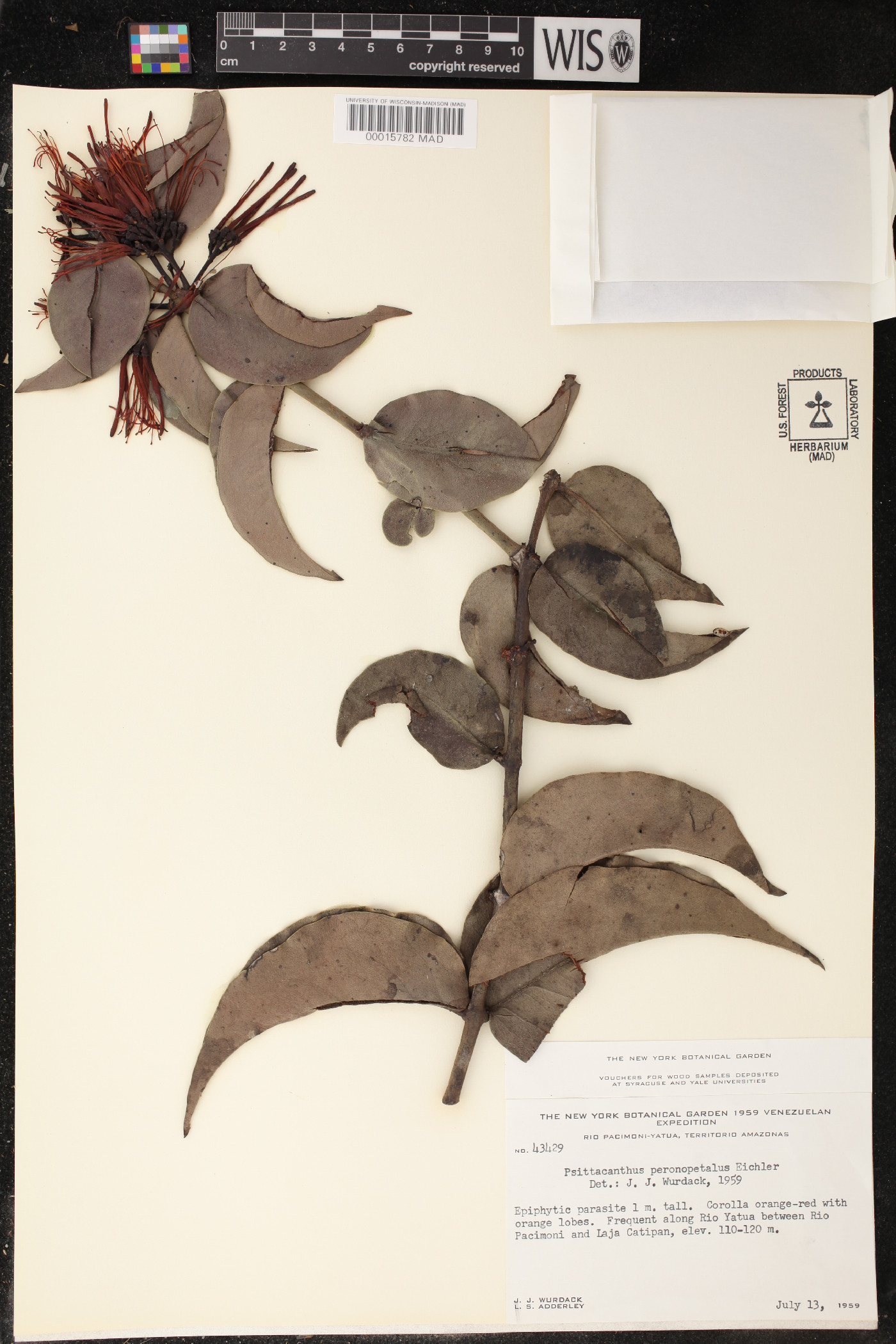 Psittacanthus peronopetalus image