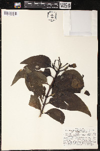 Psittacanthus schiedeanus image