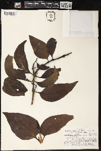 Psittacanthus schiedeanus image