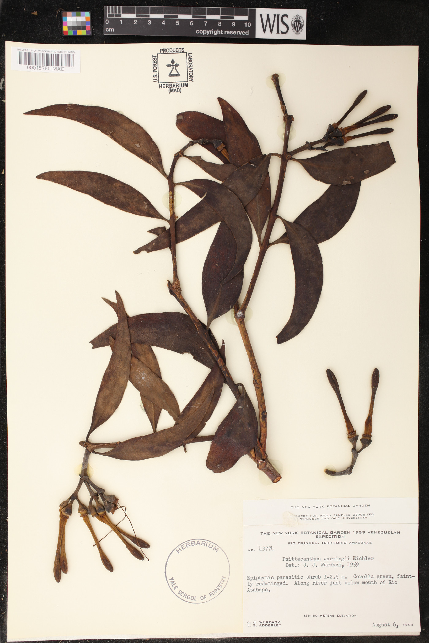 Psittacanthus acinarius image