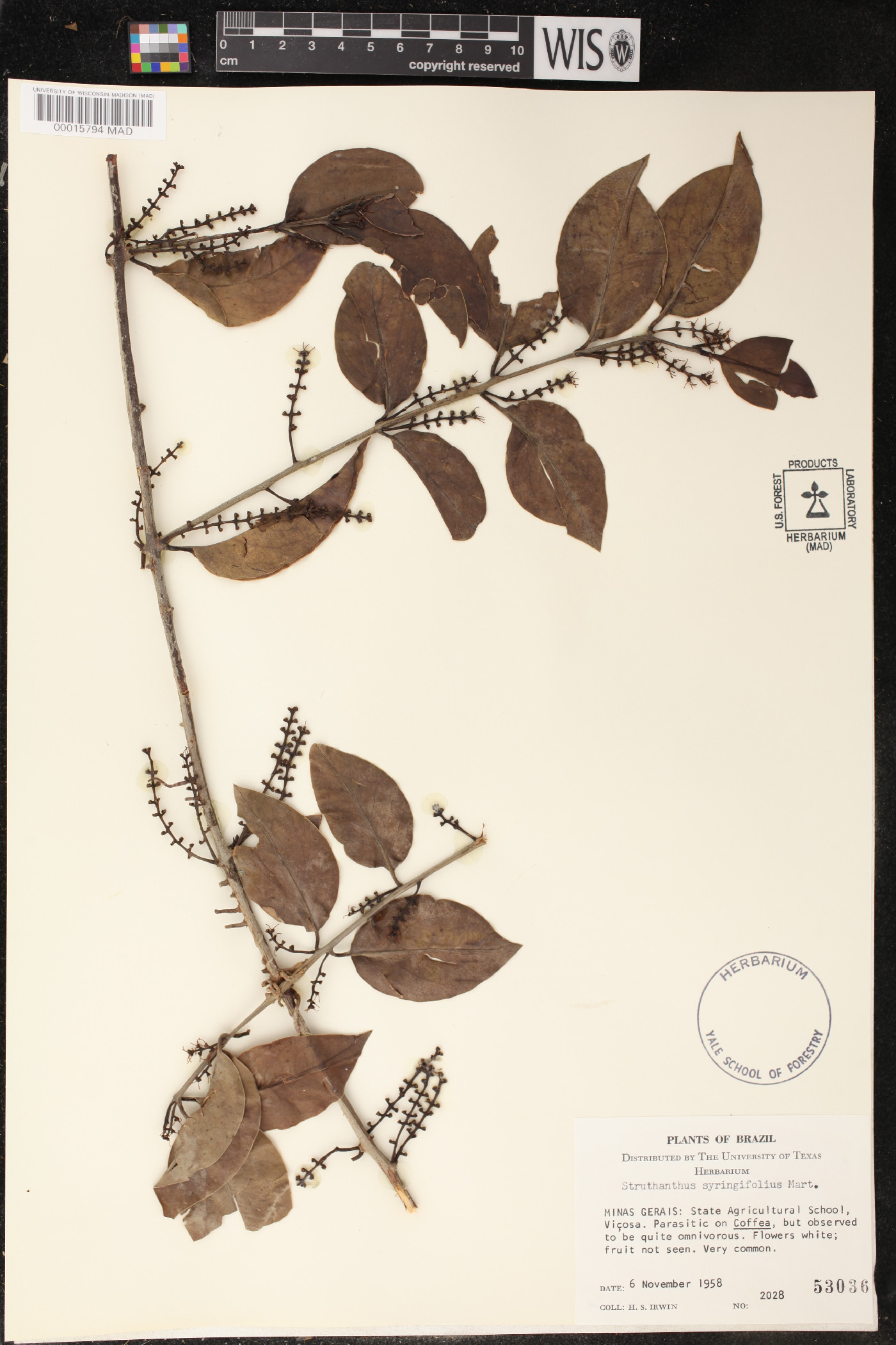 Struthanthus syringifolius image