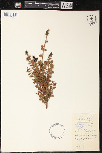 Lepidoceras kingii image