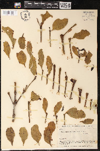 Phoradendron undulatum image