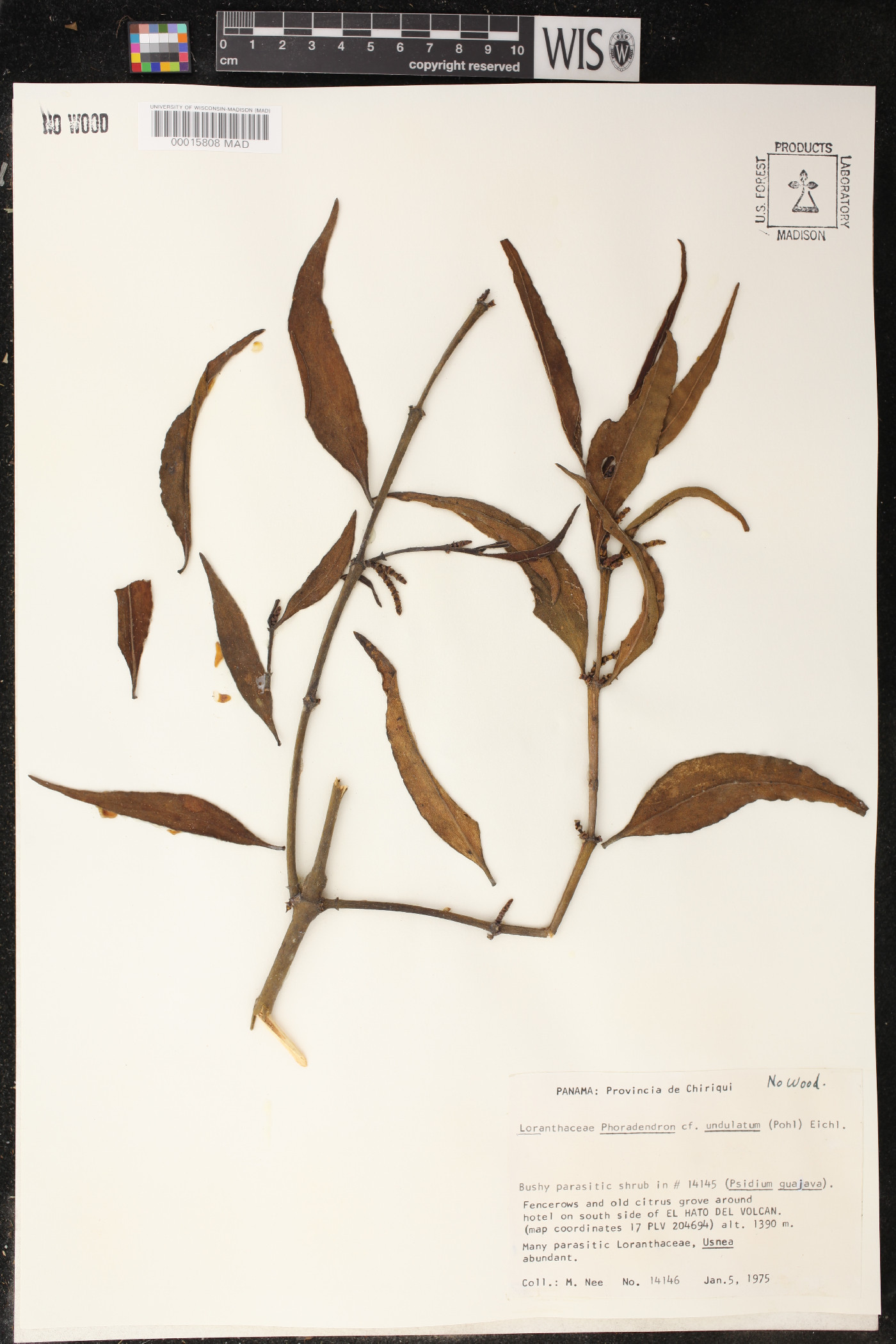 Phoradendron undulatum image