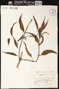 Phoradendron undulatum image