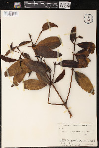 Phoradendron undulatum image