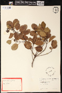 Santalum ellipticum image