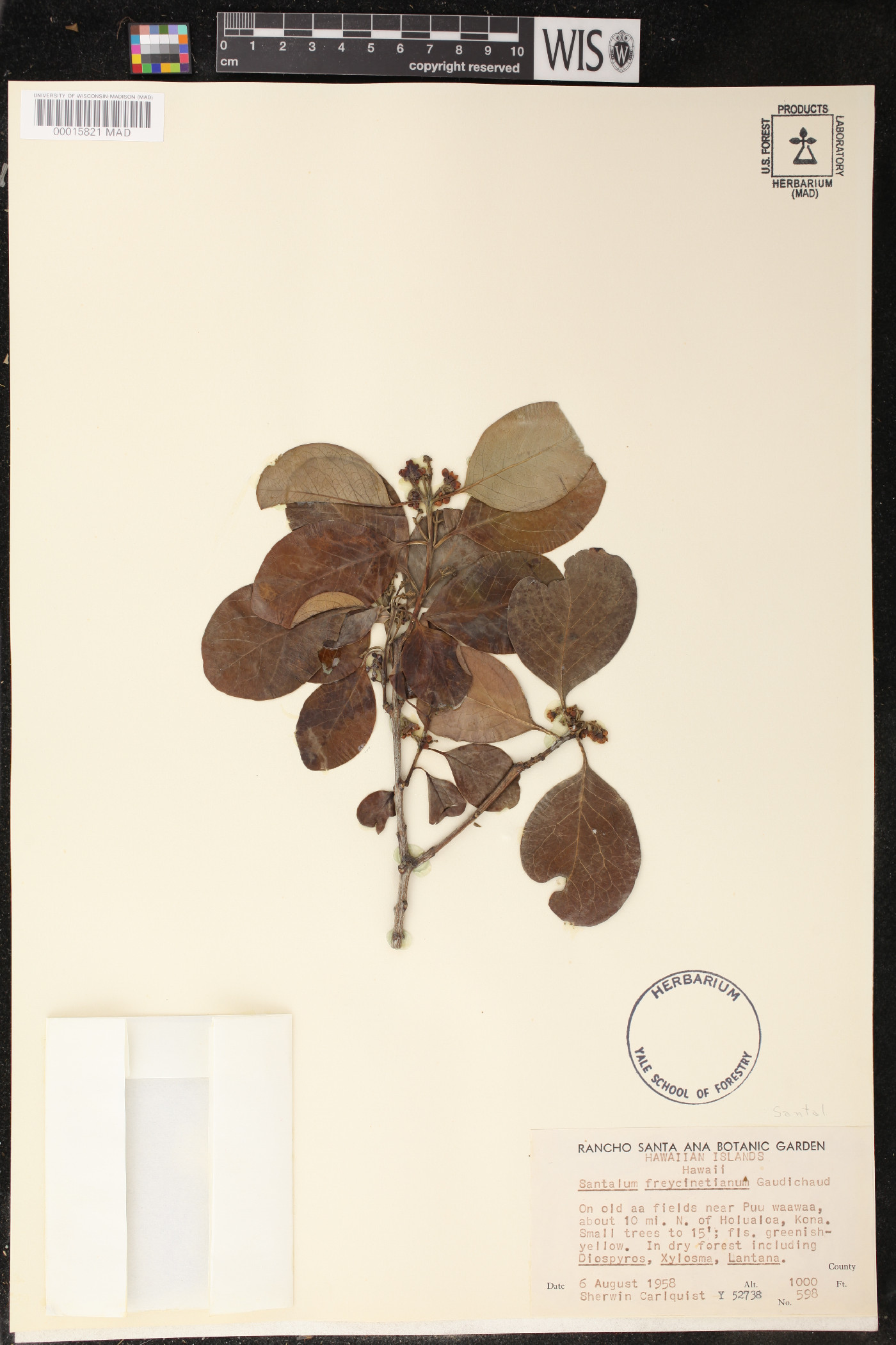 Santalum image