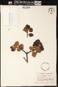 Santalum haleakalae image