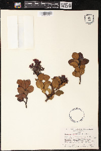 Santalum haleakalae image