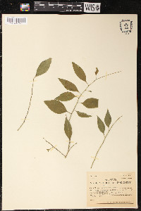 Agonandra racemosa image