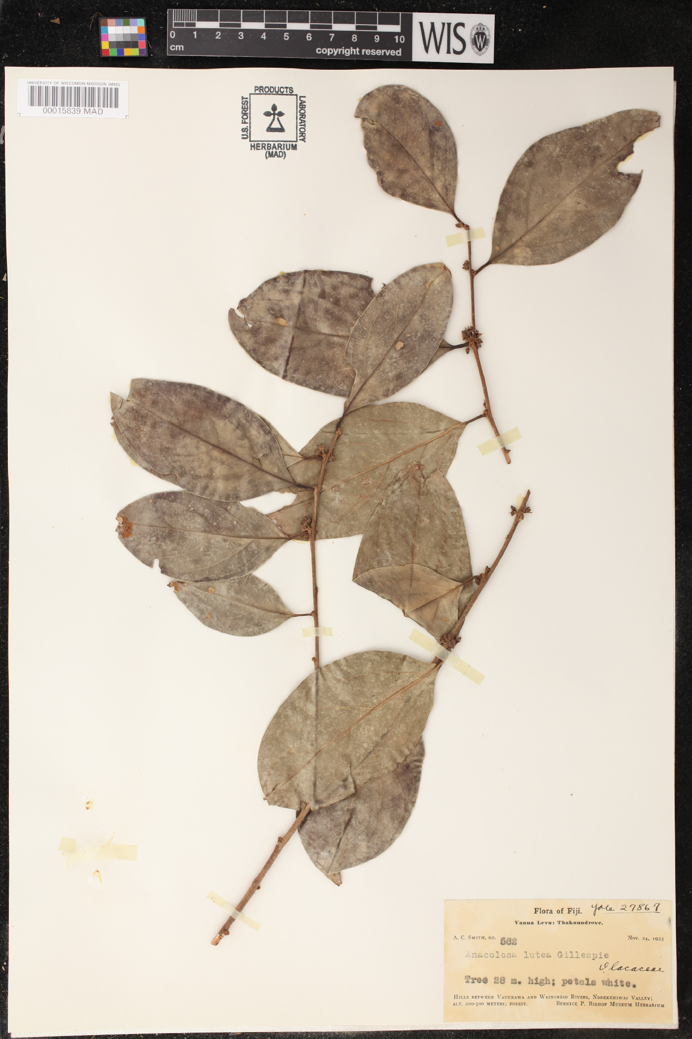 Anacolosa lutea image