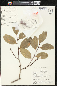 Cathedra acuminata image