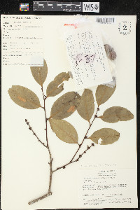 Cathedra acuminata image
