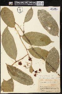 Heisteria acuminata image