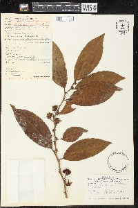 Heisteria acuminata image