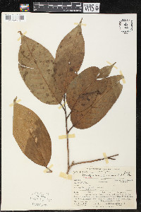 Minquartia guianensis image