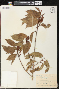 Minquartia guianensis image