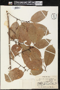 Minquartia guianensis image