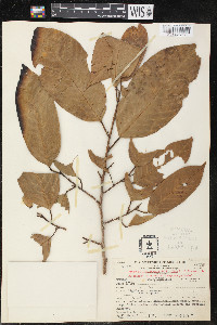Minquartia guianensis image