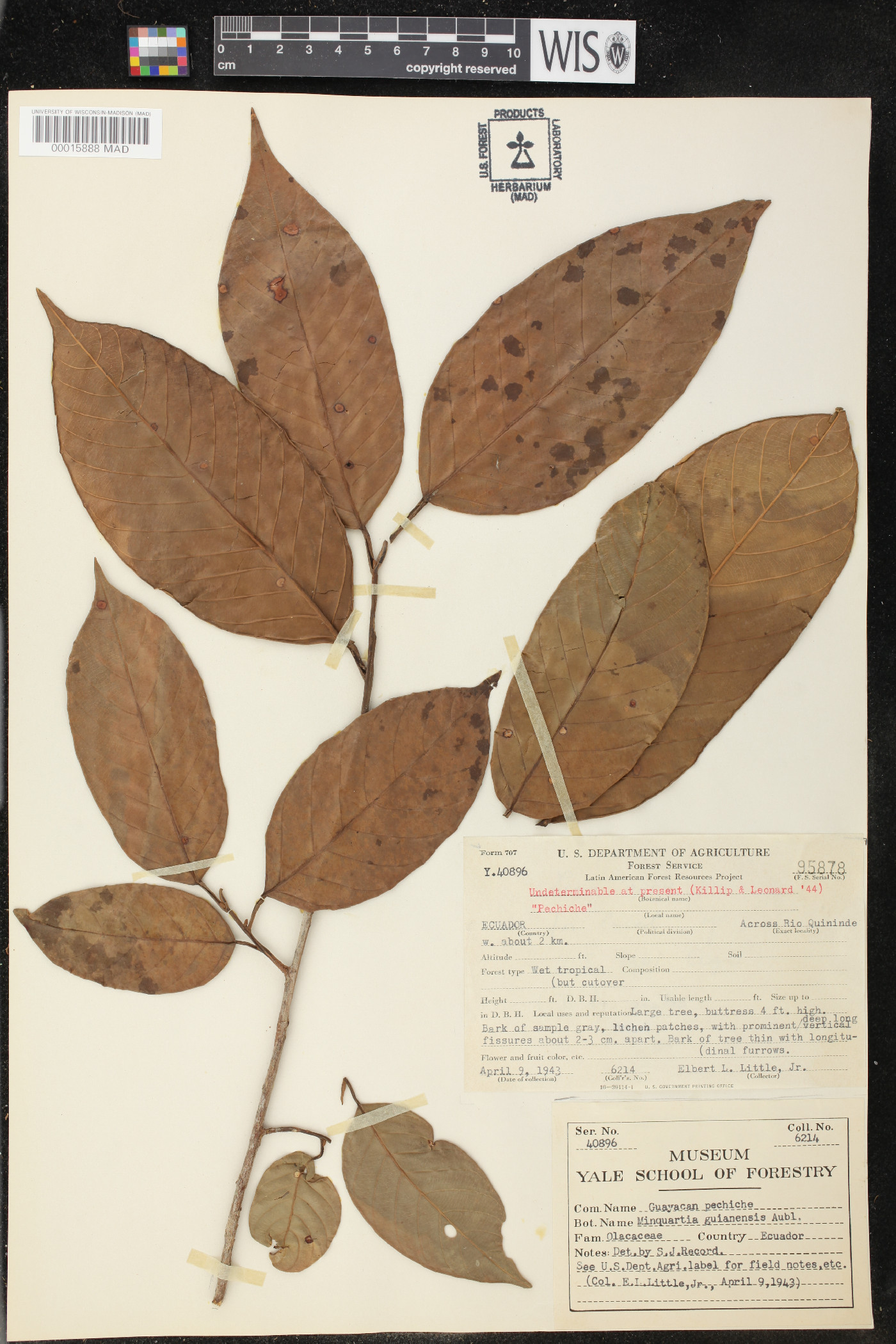 Minquartia guianensis image