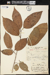 Minquartia guianensis image