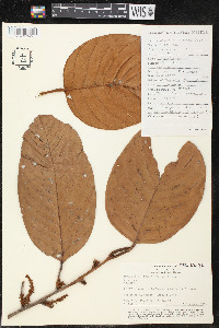 Minquartia guianensis image