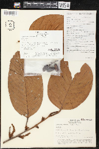 Minquartia guianensis image