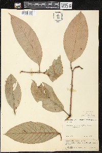 Minquartia guianensis image