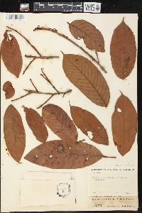 Minquartia guianensis image