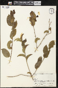 Schoepfia brasiliensis image