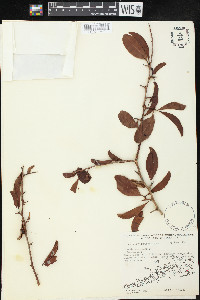 Ximenia americana image
