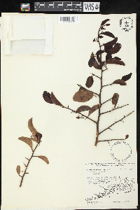 Ximenia americana image